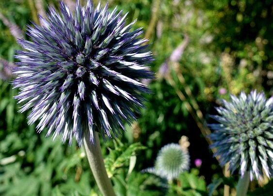 Echinops ritro ‘Veitch’s Blue’ - Kogeldistel