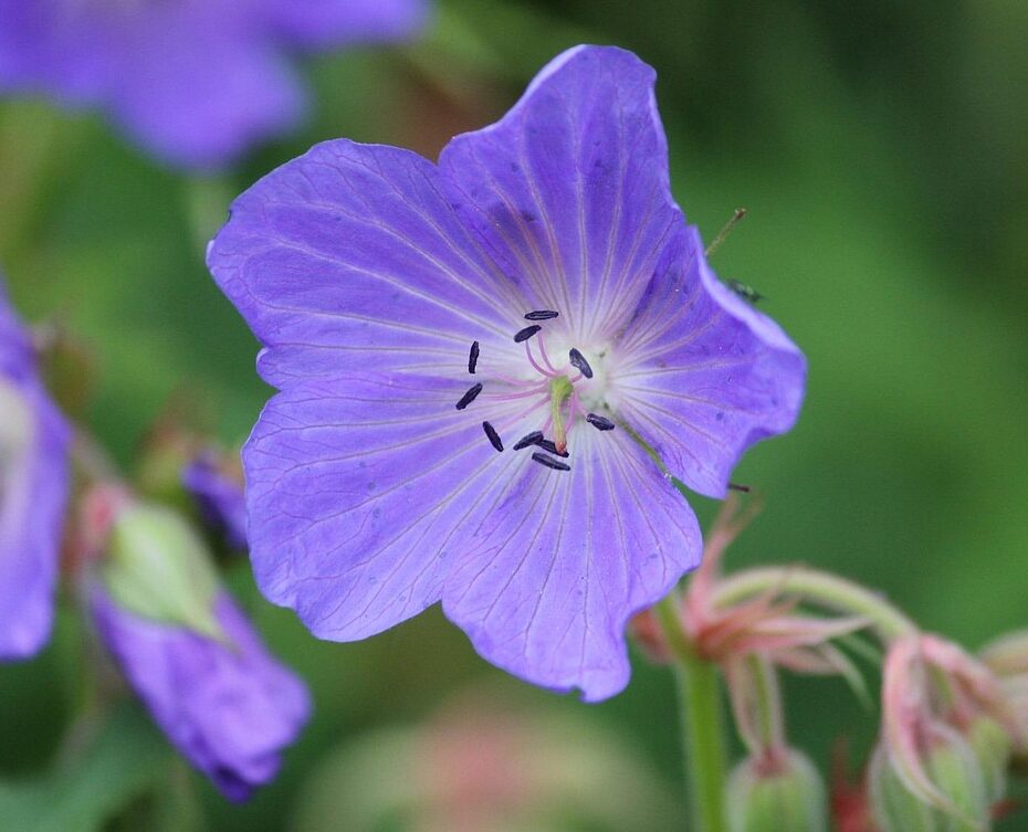 Geranium ‘Pratense’ - Beemdooievaarsbek