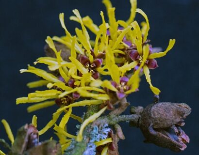 Hamamelis Virginiana - Amerikaanse