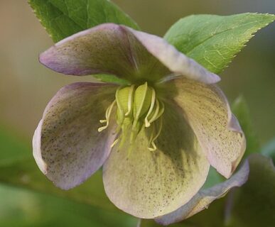 Helleborus VIV ‘Joie  De Vivre’ - Kerstroos