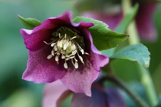 Helleborus hgc ‘Ice n’ roses red romance’ - Kerstroos - Nieskruid