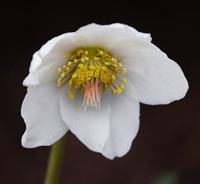 Helleborus niger ‘Advent Star’ - Kerstroos/Nieskruid