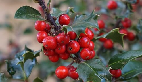 Ilex ‘Nellie Stevens’ op stam - Hulst