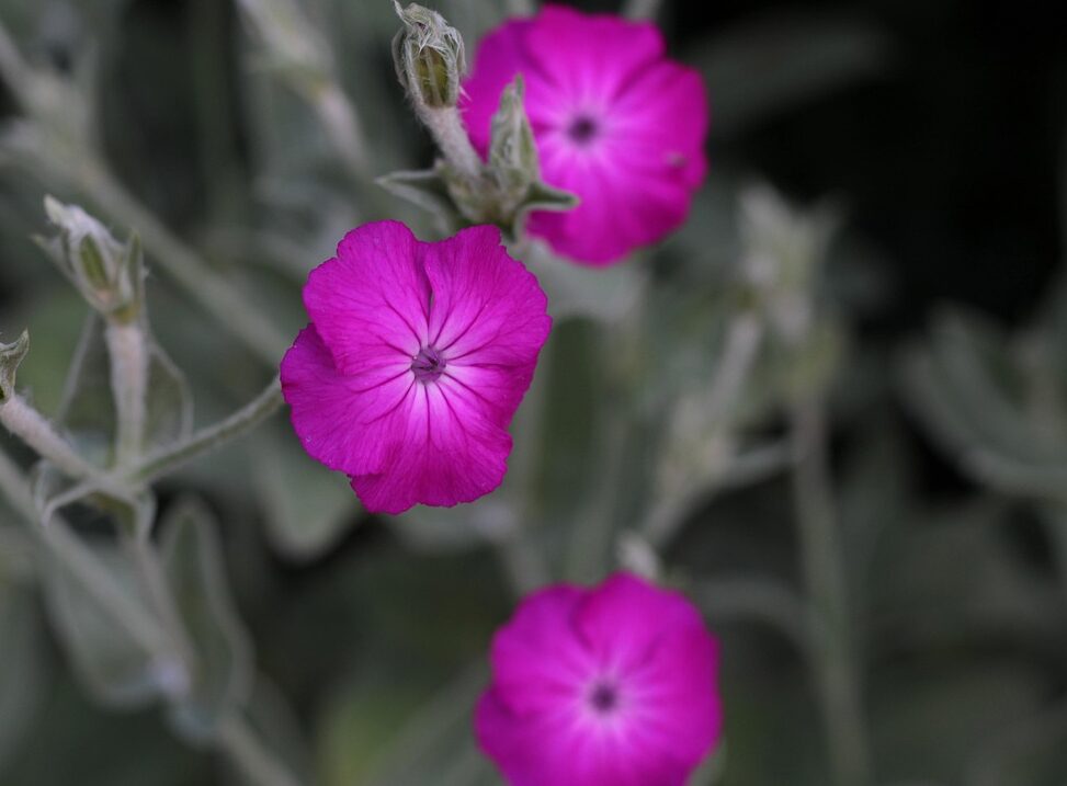 Lychnis coronaria - Prikneus