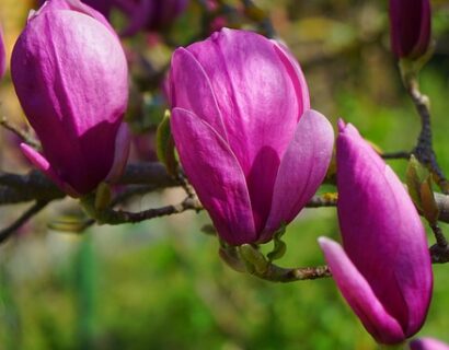 Magnolia ‘Black Tulip’ - Beverboom