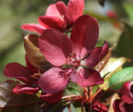 Malus Purpurea - Sierappel