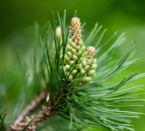 Pinus nigra ‘Marie Bregeon’ op stam - Pijnboom