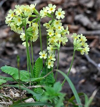 Primula veris - Sleutelbloem
