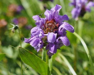 Prunella vulgaris - Bijenkorfje