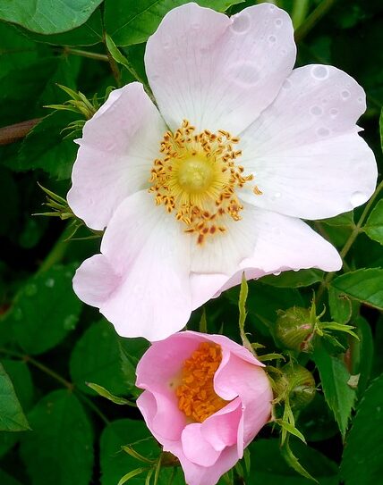 Rosa Ballerina - Roos