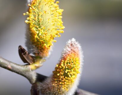 Salix Alba - Schietwilg