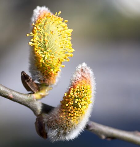 Salix Alba - Schietwilg