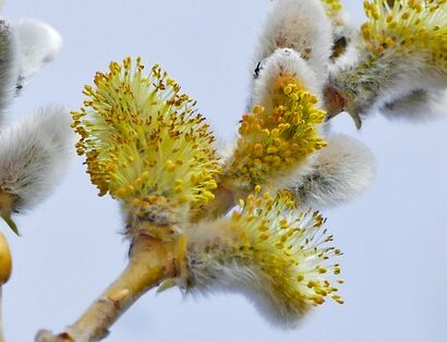 Salix Caprea - Boswilg