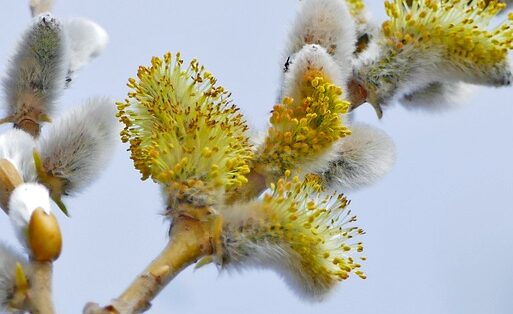 Salix Caprea - Boswilg