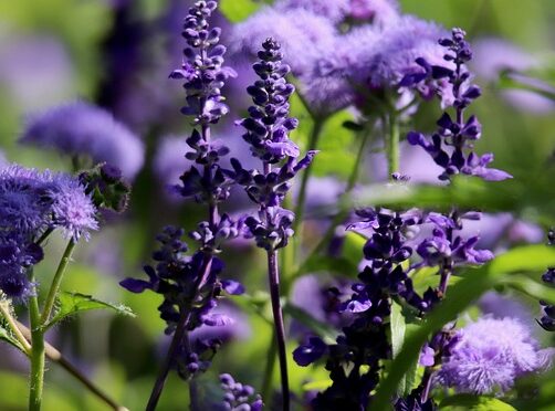 Salvia pratensis - Veldsalie