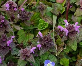 Teucrium Chamaedrys - Gamander