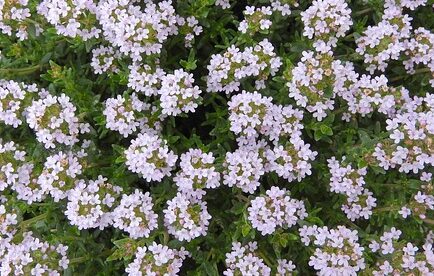 Thymus praecox ‘Minor’ - Kruiptijm