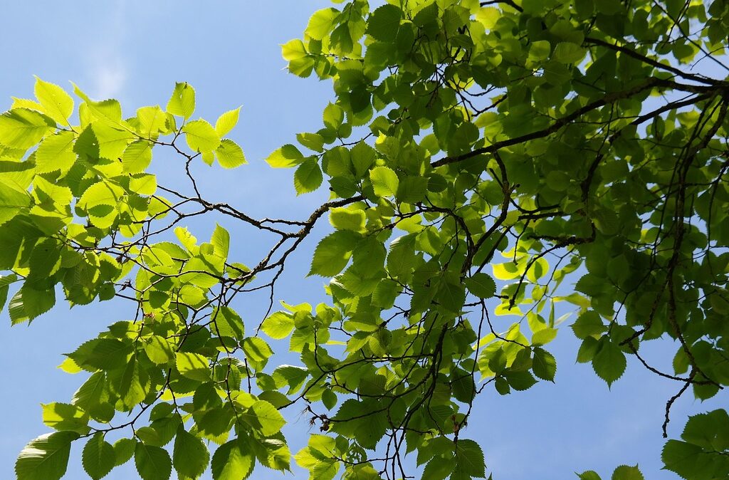 Ulmus minor - Gladde iep