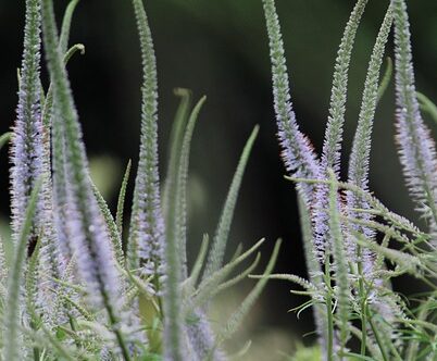Veronicastrum virginicum ‘Fascination’ - Ereprijs