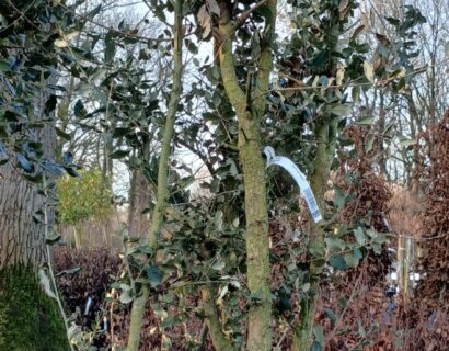 Quercus Suber meerstammig - Kurkeik