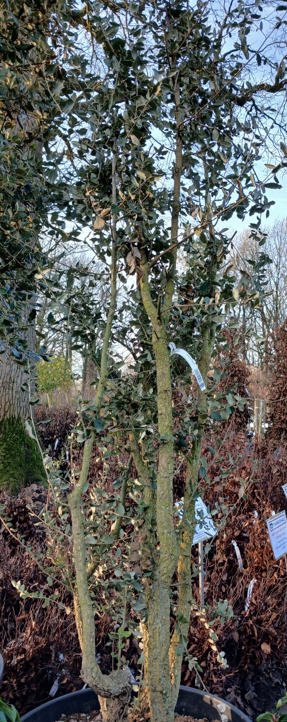 Quercus Suber meerstammig - Kurkeik