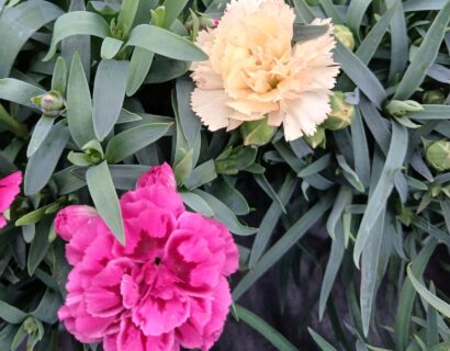 Dianthus Caryophyllus - Tuinanjer