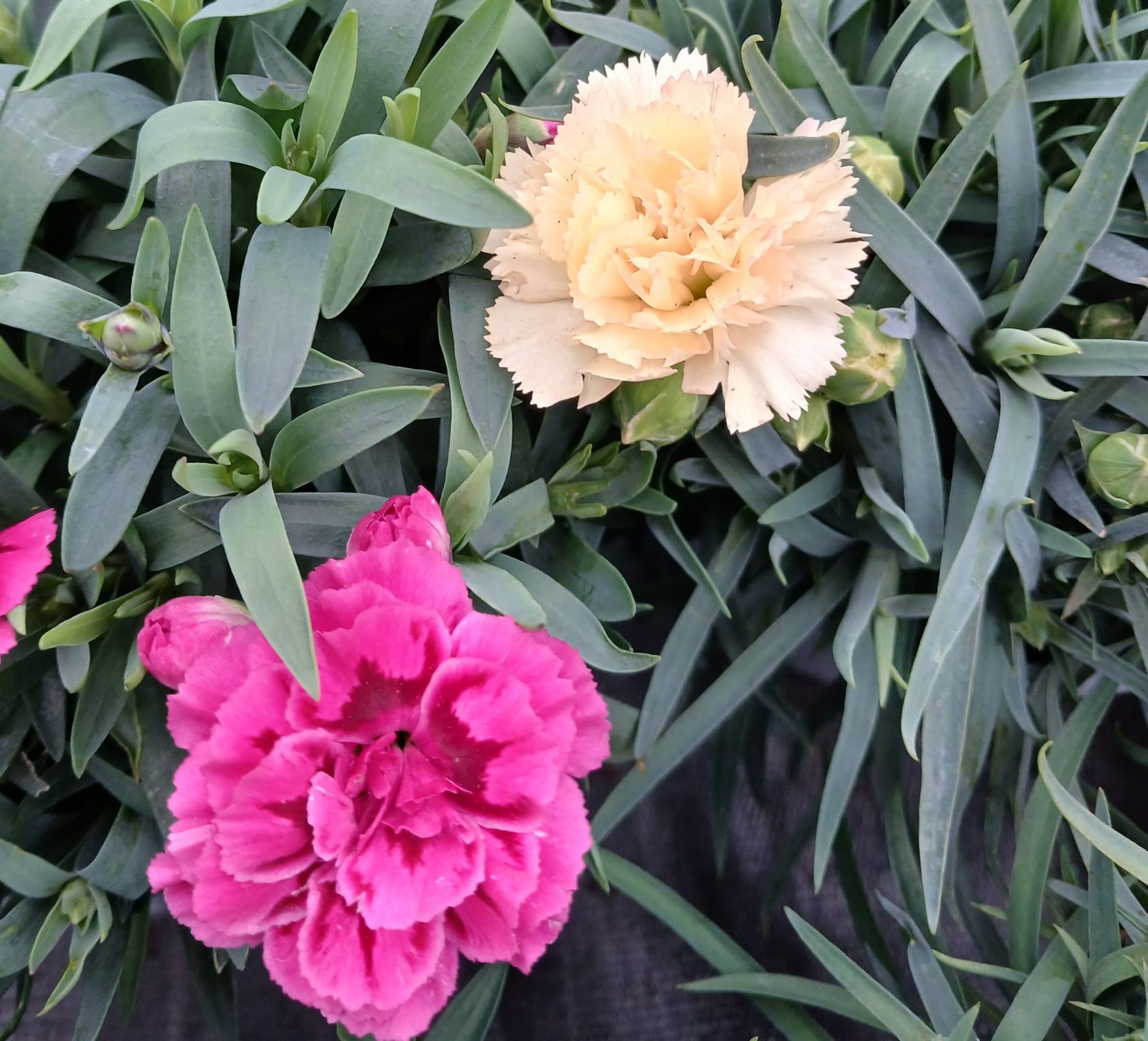 Dianthus Caryophyllus - Tuinanjer