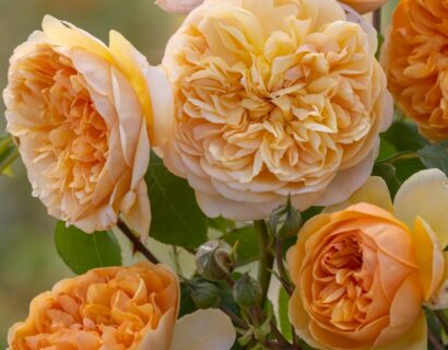 Rosa ‘Bring me Sunshine’ - Engelse Roos