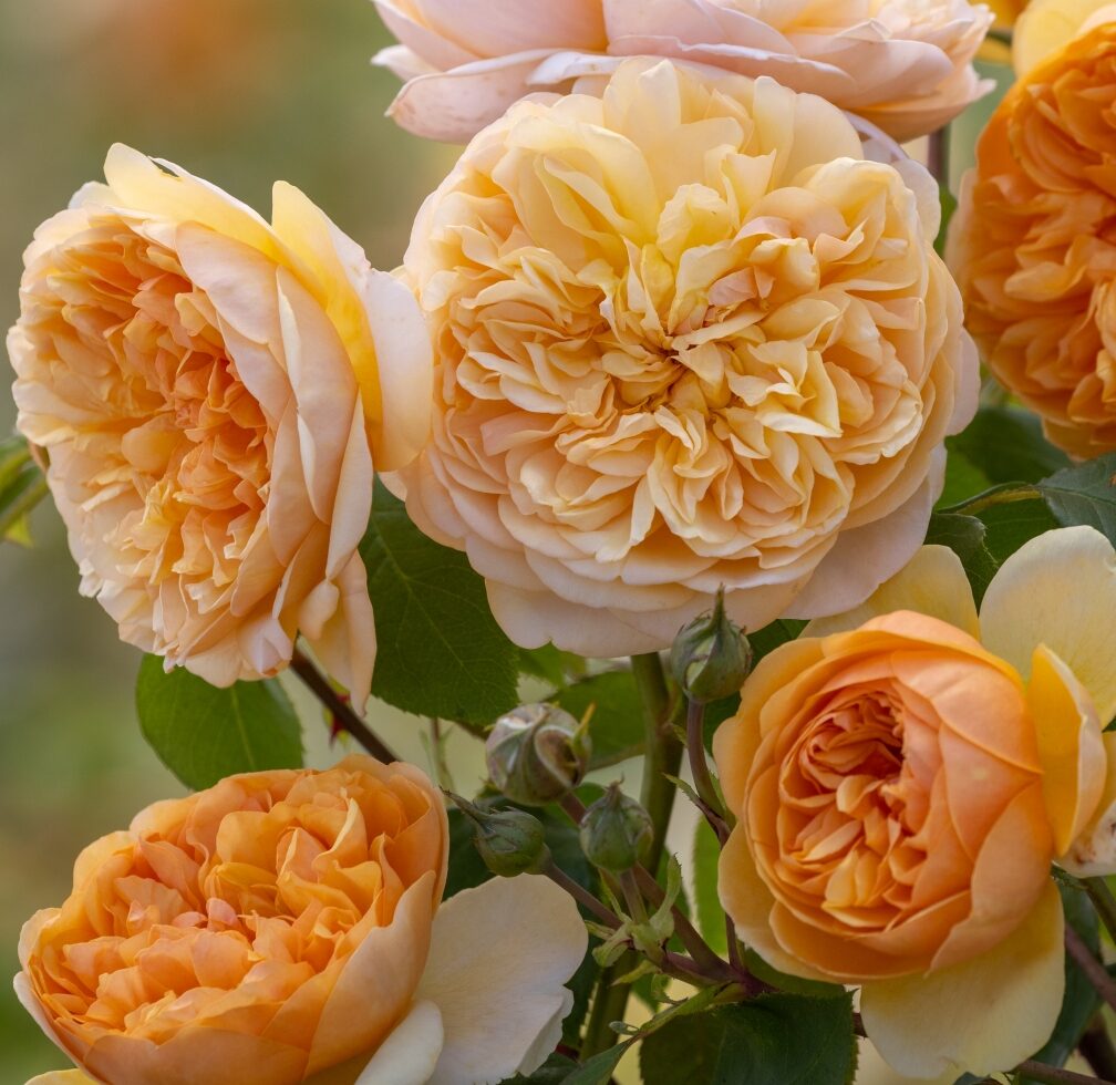 Rosa ‘Bring me Sunshine’ - Engelse Roos