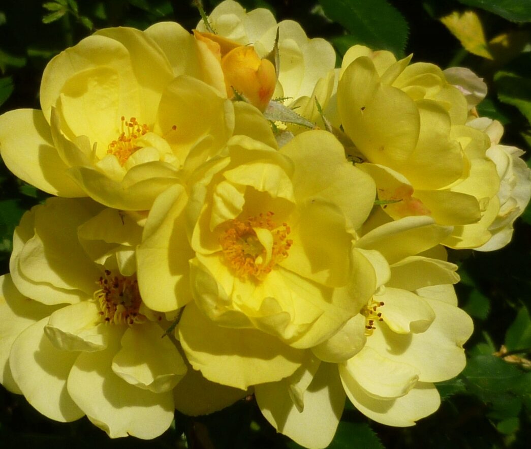 Rosa ‘Golden Age’ - klimroos