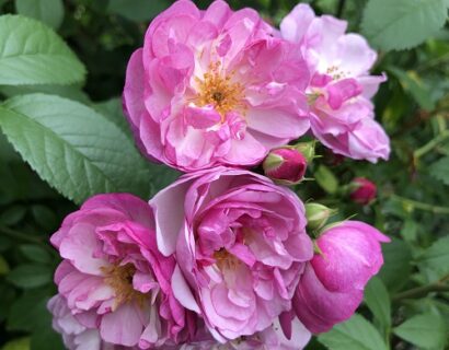 Rosa ‘Lavender Siluetta’ - klimroos