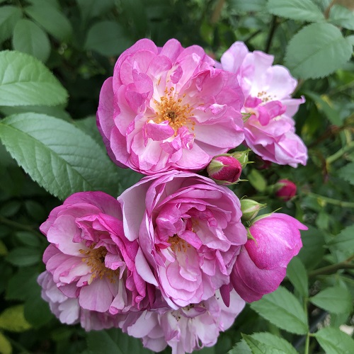 Rosa ‘Lavender Siluetta’ - klimroos