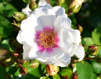 Rosa ‘Open Your Eyes’ op stam - stamroos