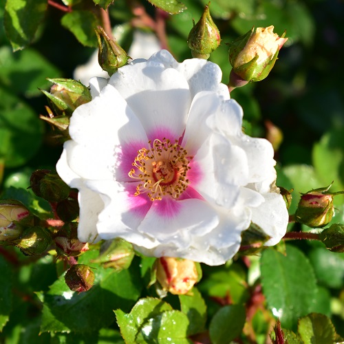 Rosa ‘Open Your Eyes’ op stam - stamroos