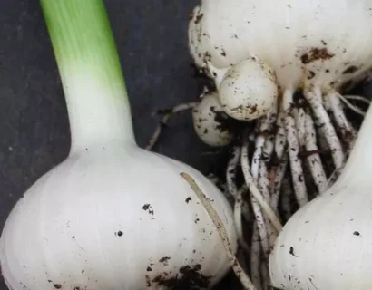 Allium Ampeloprasum - Oerprei