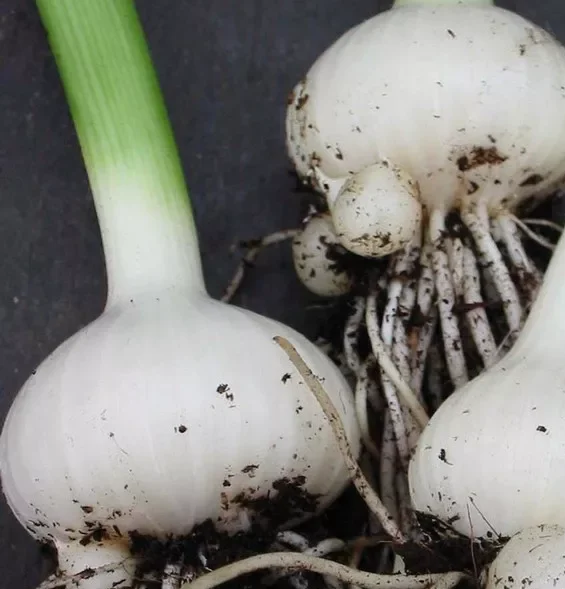 Allium Ampeloprasum - Oerprei