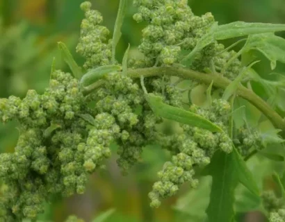 Chenopodium Quinoa - Rijstmelde