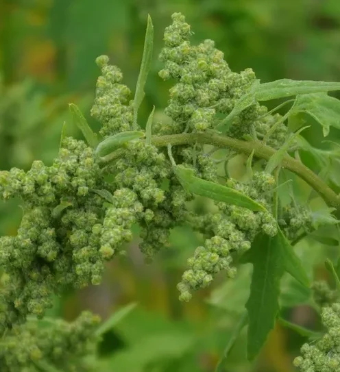 Chenopodium Quinoa - Rijstmelde