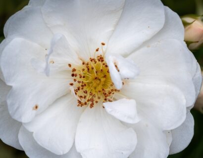 Rosa ‘Arvensis’ - Bosroos
