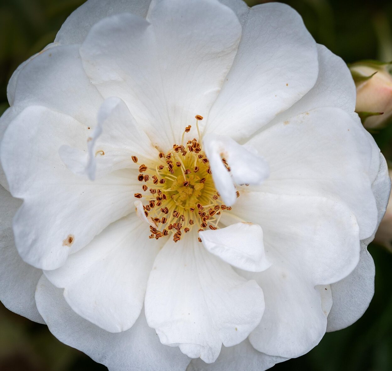 Rosa ‘Arvensis’ - Bosroos