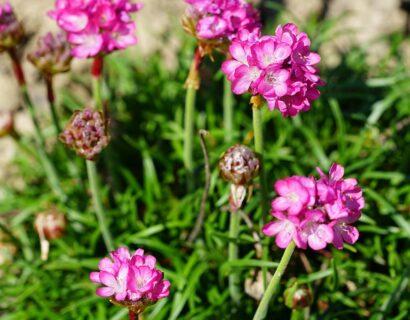 Armeria maritima ‘Dusseldorfer Stolz’ - Engels gras