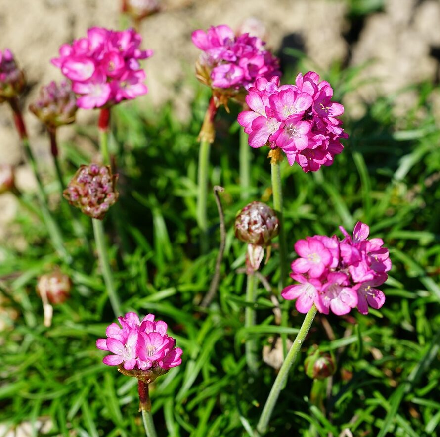 Armeria maritima ‘Dusseldorfer Stolz’ - Engels gras
