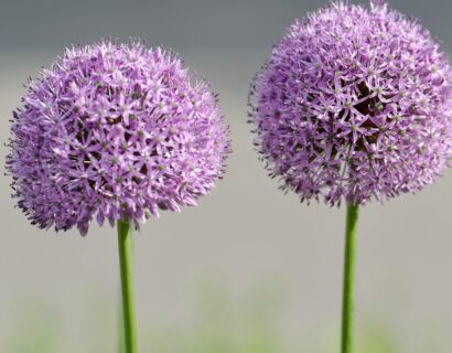 Allium ‘Summer Beauty’ - Sierui