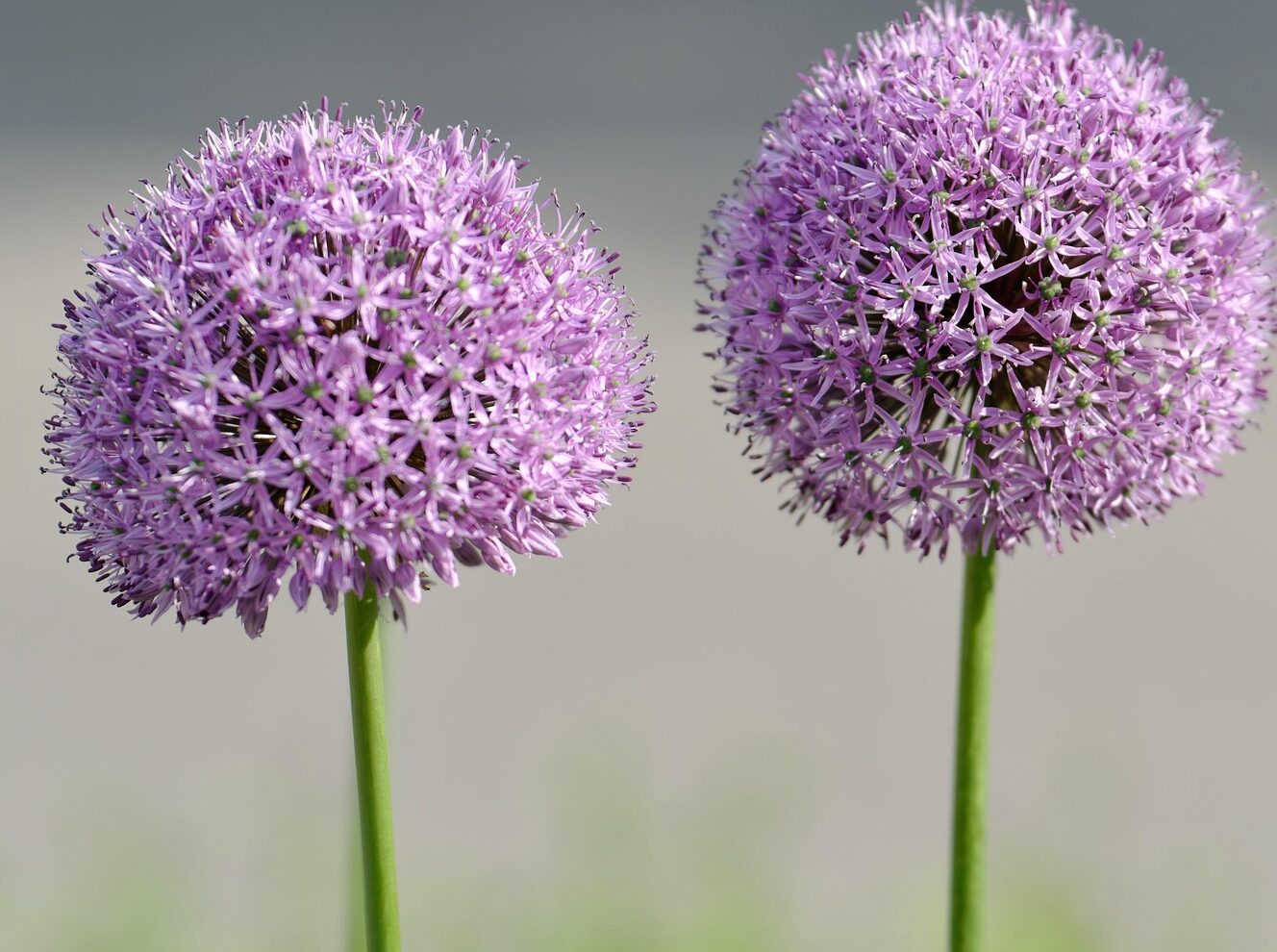 Allium ‘Summer Beauty’ - Sierui
