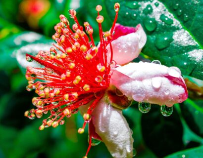 Feijoa Sellowiana op stam - Ananasguave