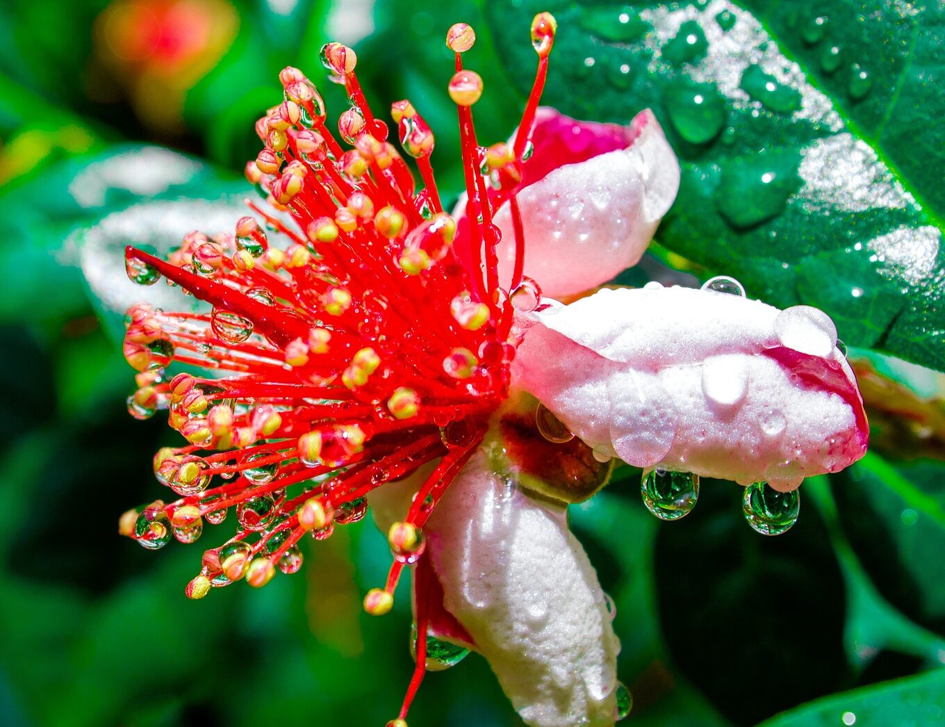 Feijoa Sellowiana op stam - Ananasguave