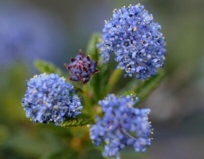 Ceanothus thyrsiflorus var.repens - Amerikaanse Sering