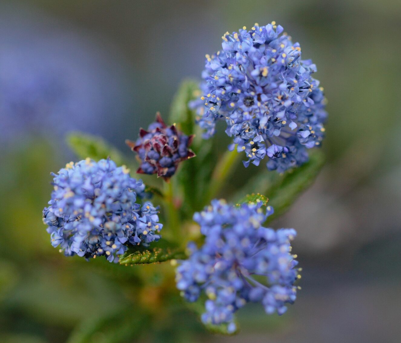 Ceanothus thyrsiflorus var.repens - Amerikaanse Sering