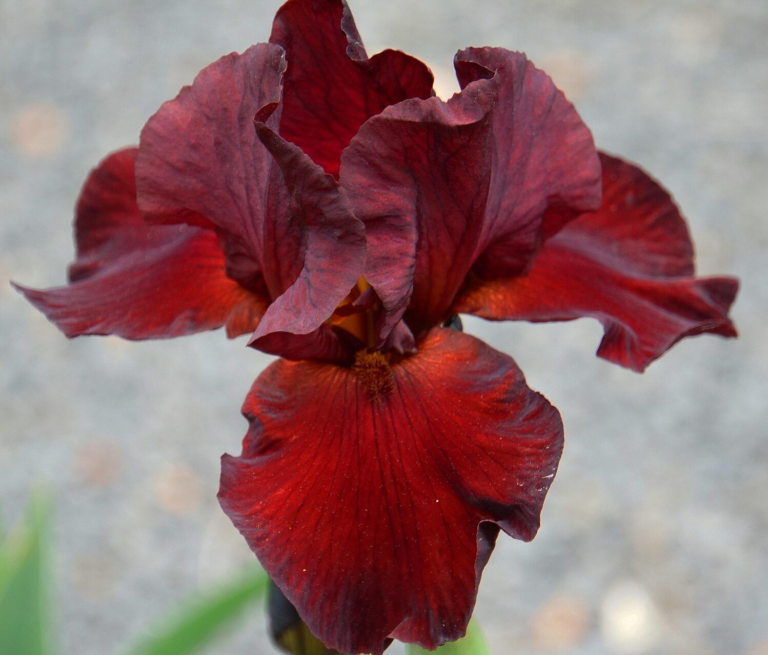 Iris ‘Ann Chowning’ - Rode Wateriris