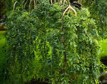 Sophora japonica ‘Pendula’ - Treurhoningboom